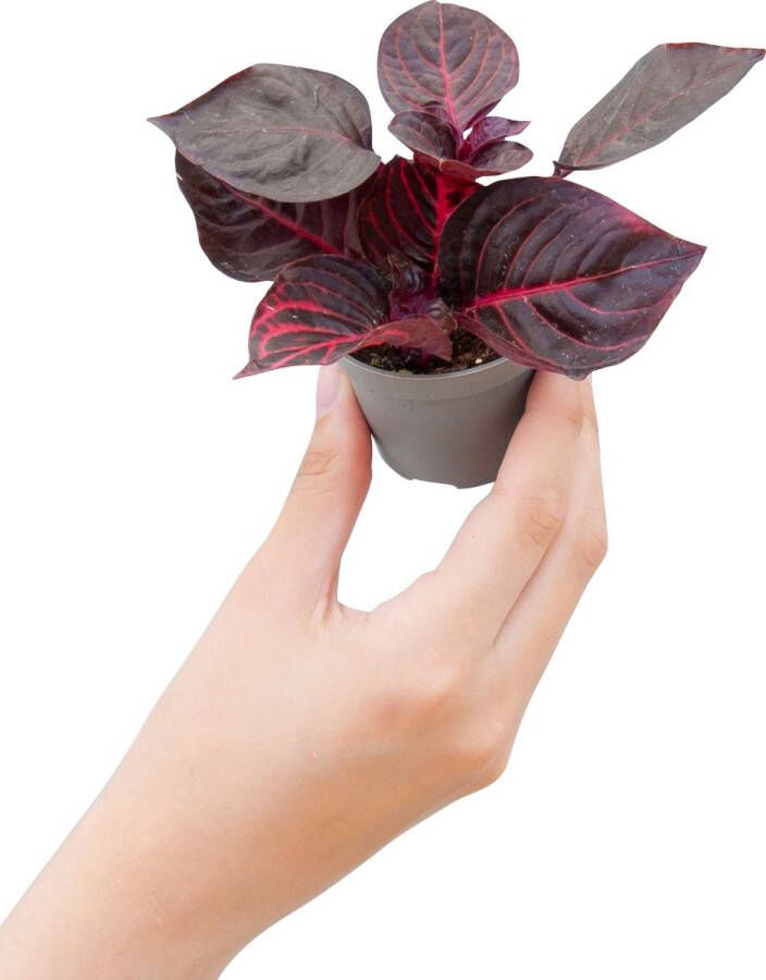 PLNTS Baby Herbstii Bloodleaf Kamerplant Kweekpot 6 cm Hoogte 10 cm