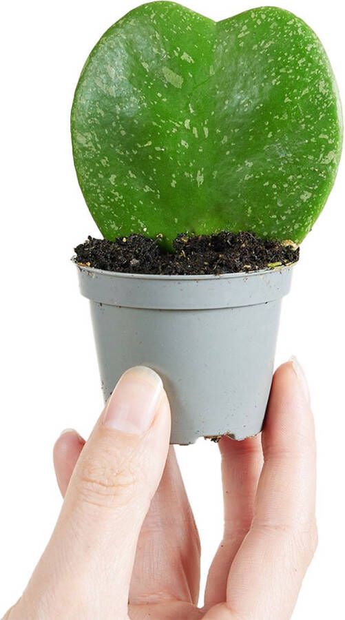 PLNTS Baby Hoya Kerrii Splash Kamerplant Kweekpot 6 cm Hoogte 12 cm