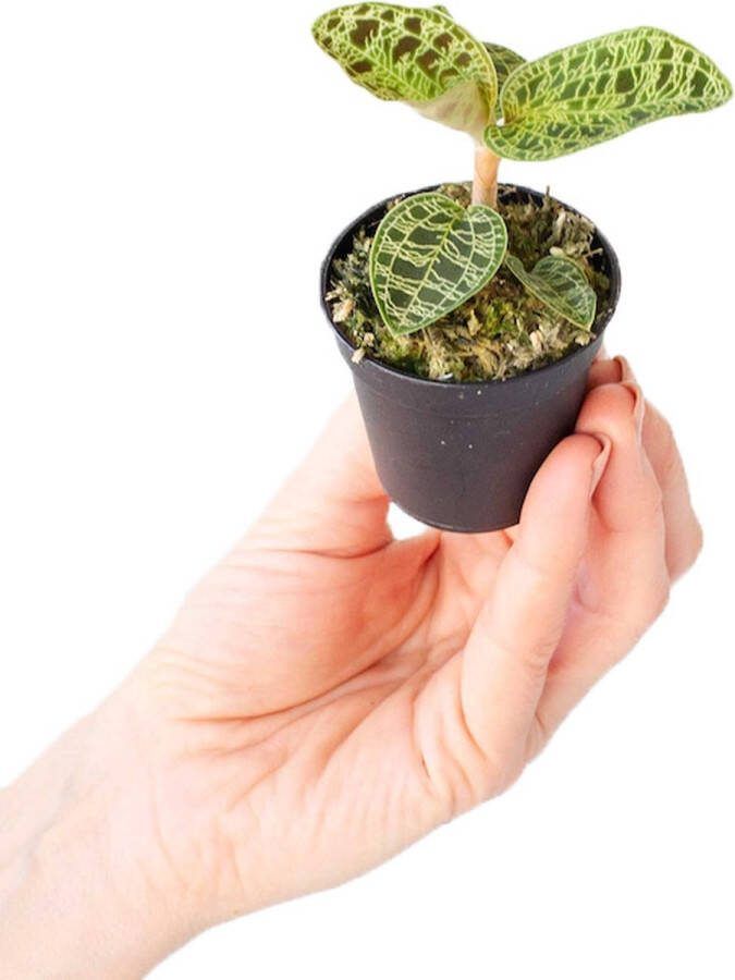 PLNTS Baby Jewel Orchid Macodes Petola Kamerplant Kweekpot 6 cm Hoogte 10 cm