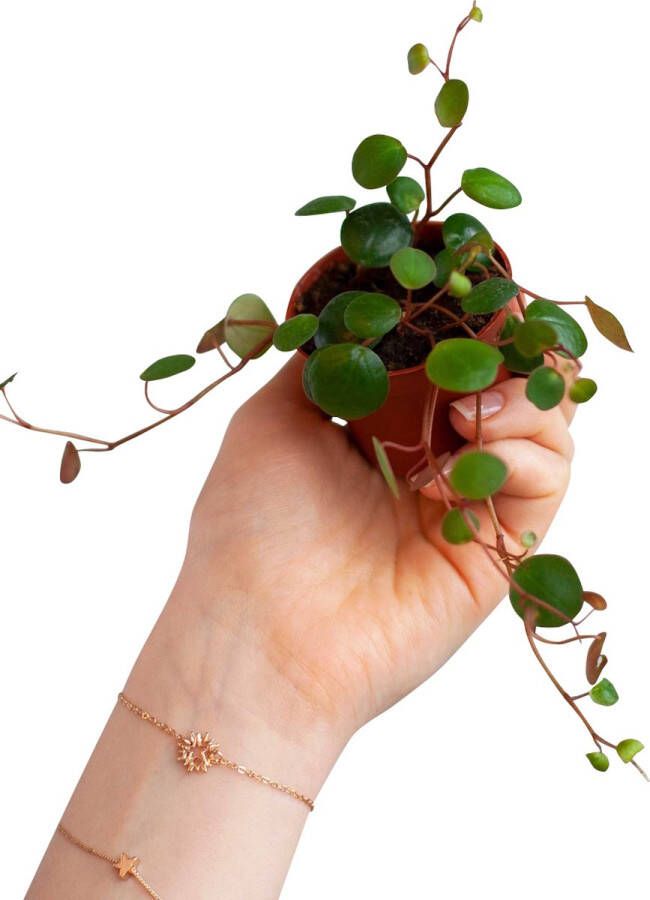 PLNTS Baby Peperomia Pepperspot (Dwergpeper) Kamerplant Kweekpot 6 cm Hoogte 10 cm