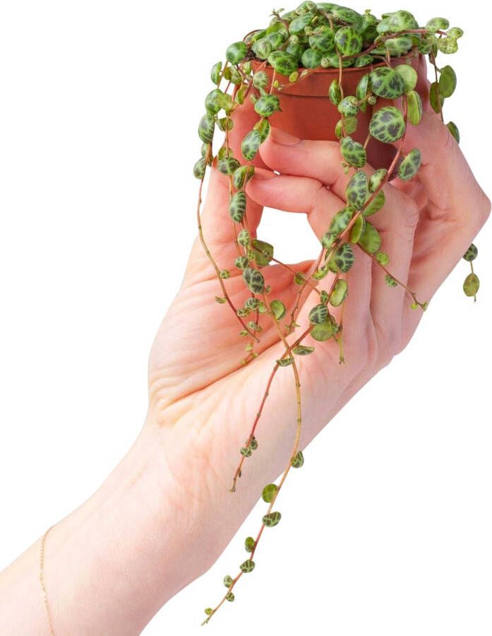 PLNTS Baby Peperomia Prostrata (Dwergpeper) Kamerplant String of Turtles Kweekpot 6 cm Hoogte 10 cm