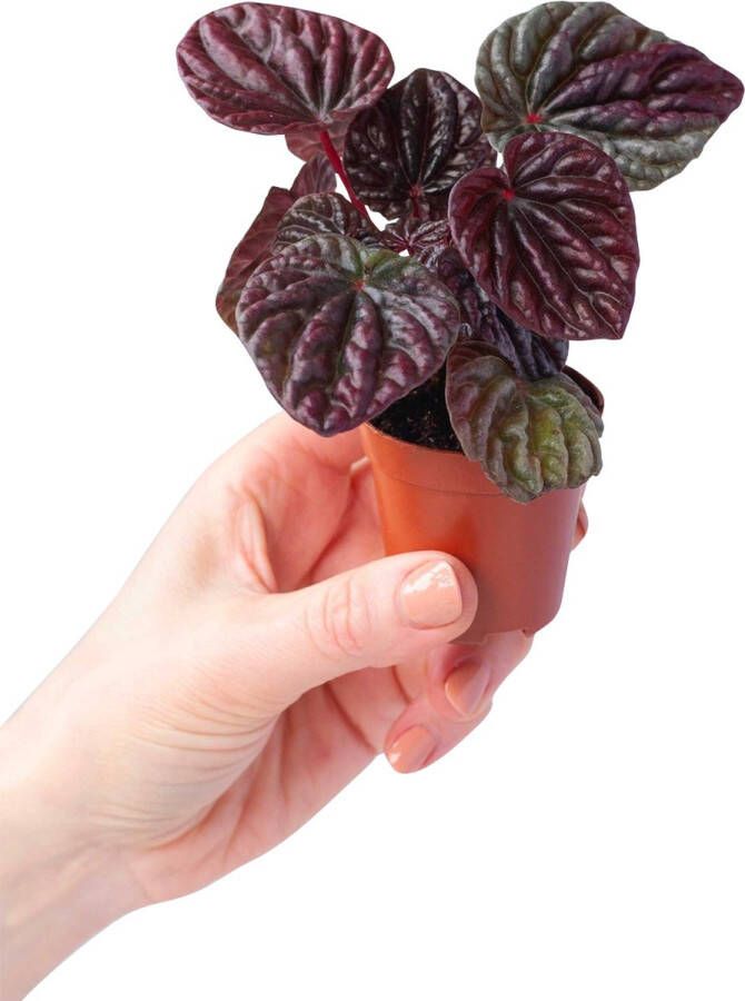 PLNTS Baby Peperomia Quito Kamerplant Rattenstaartjes- Kweekpot 6 cm Hoogte 15 cm