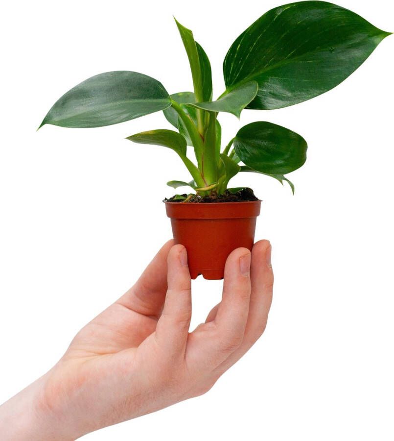 PLNTS Baby Philodendron Birkin Kamerplant Kweekpot 6 cm Hoogte 15 cm