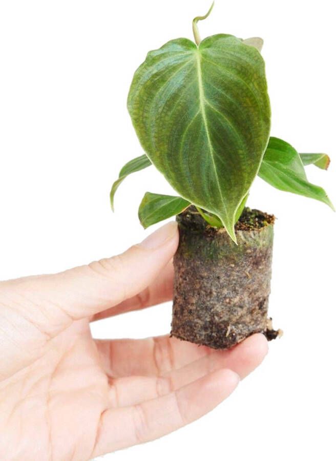 PLNTS Baby Philodendron Splendid Kamerplant Stekplantje 3 cm Hoogte 10 cm Kamerplant Kweekpot 3 cm Hoogte 10 cm