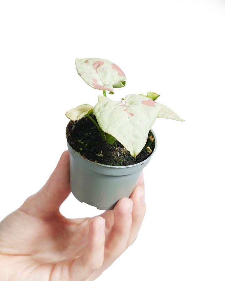 PLNTS Baby Syngonium Confetti Kamerplant 6cm Kweekpot Hoogte 15cm Kamerplant 6cm Kweekpot Hoogte 15cm