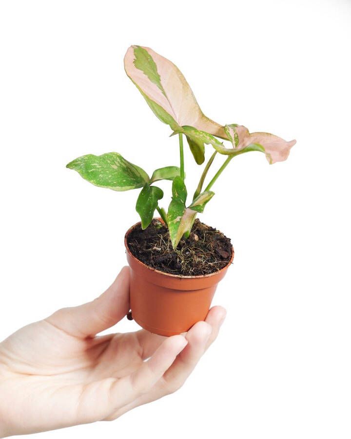 PLNTS Baby Syngonium Pink Splash Kamerplant 6cm Kweekpot Hoogte 15cm Kamerplant 6cm Kweekpot Hoogte 15cm