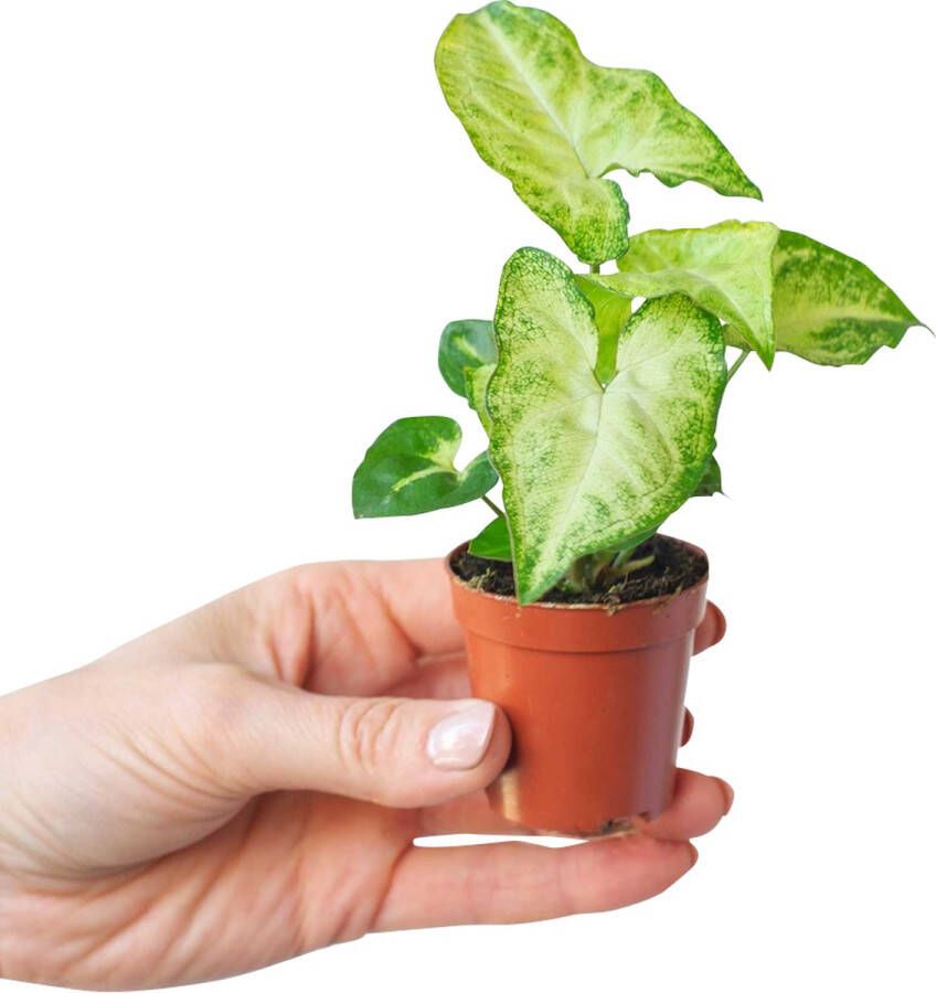 PLNTS Baby Syngonium White Butterfly Kamerplant Kweekpot 6 cm Hoogte 10 cm