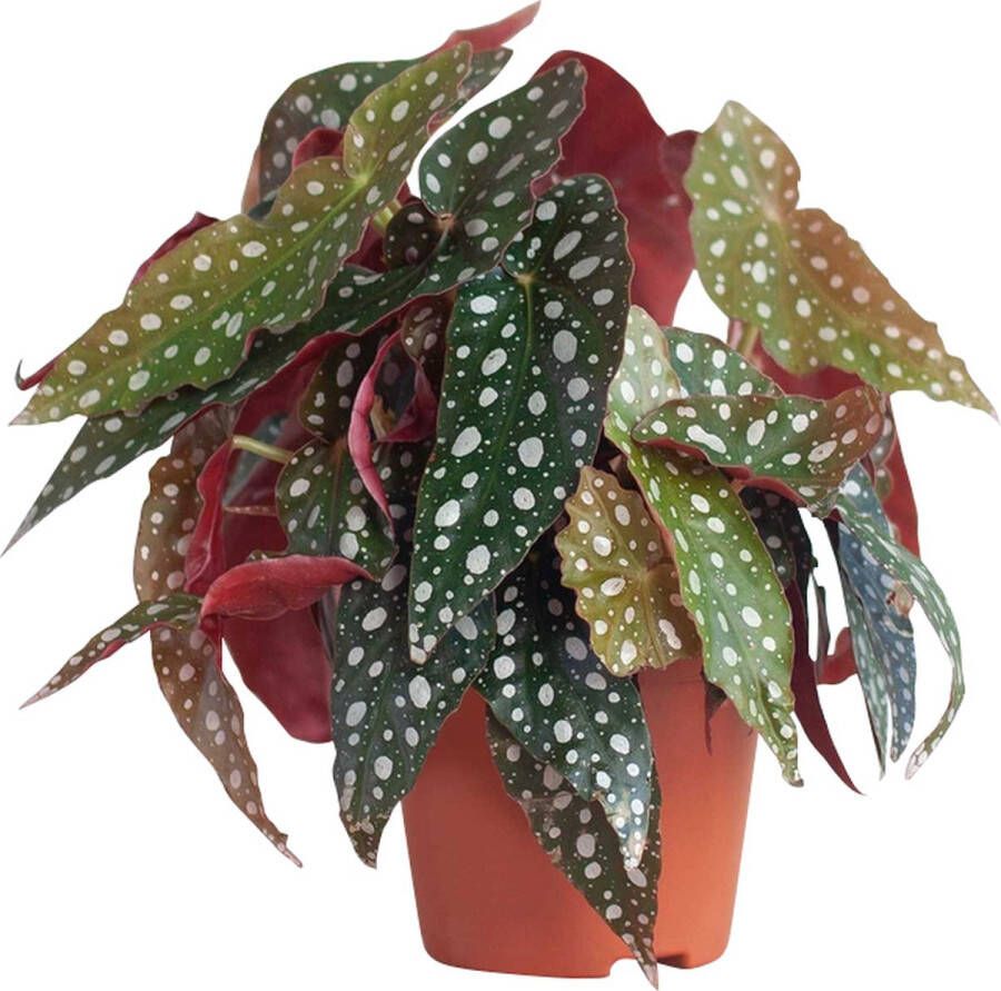 PLNTS Begonia Maculata Kamerplant Stippenplant- 12cm Kweekpot Hoogte 20cm