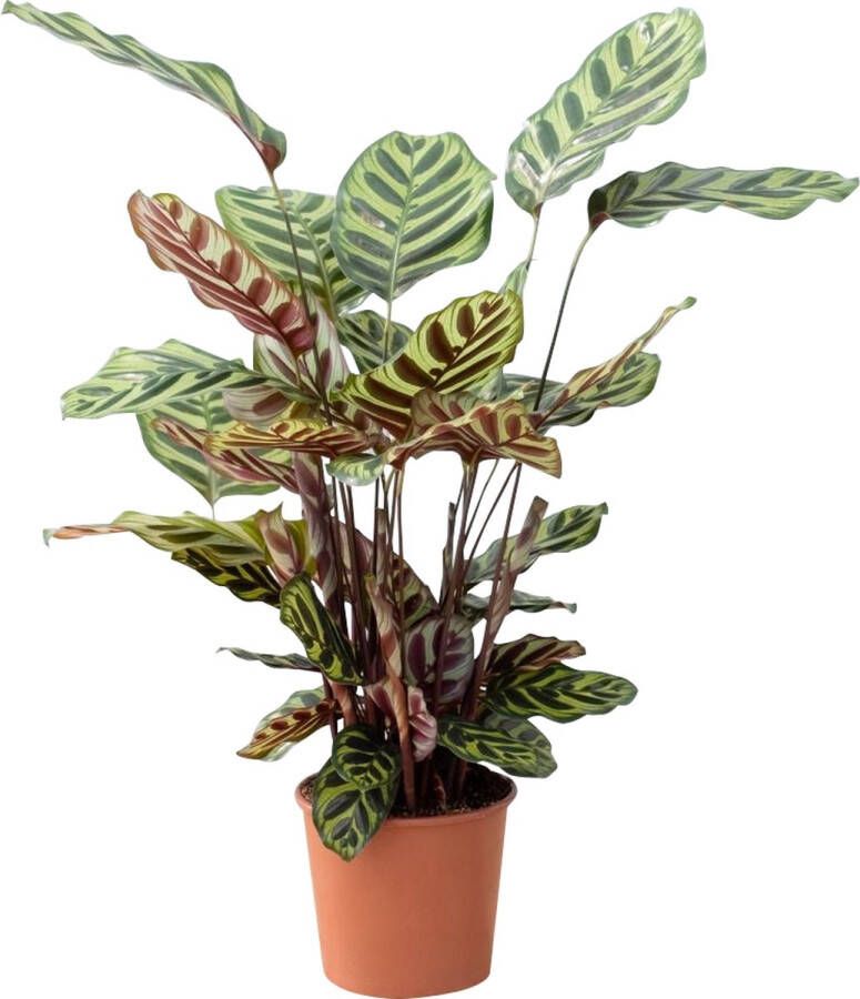 PLNTS Calathea Makoyana (Gebedsplant) Kamerplant Pauwenplant Kweekpot 17 cm Hoogte 45 cm