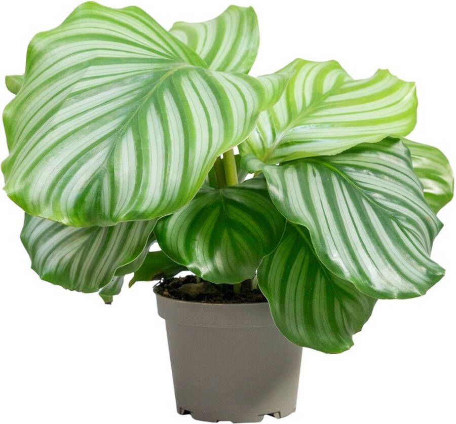 PLNTS Calathea Orbifolia Kamerplant Kweekpot 14 cm Hoogte 30 cm