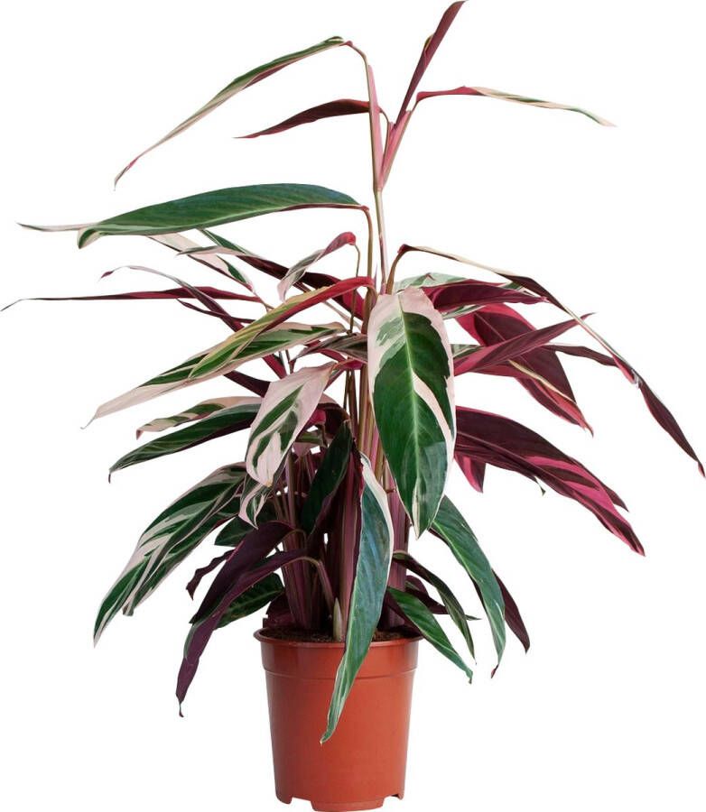 PLNTS Calathea Triostar (Gebedsplant) Kamerplant Kweekpot 19 cm Hoogte 50 cm