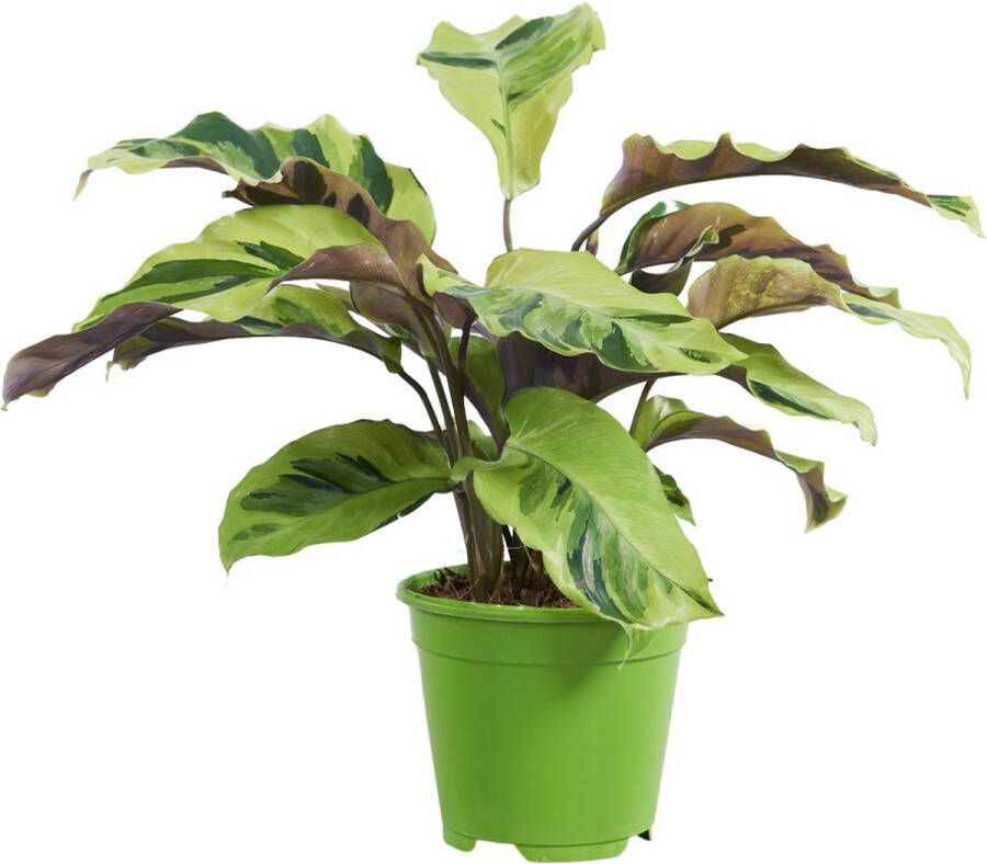 PLNTS Calathea Yellow Fusion Kamerplant Kweekpot 14 cm Hoogte 40 cm