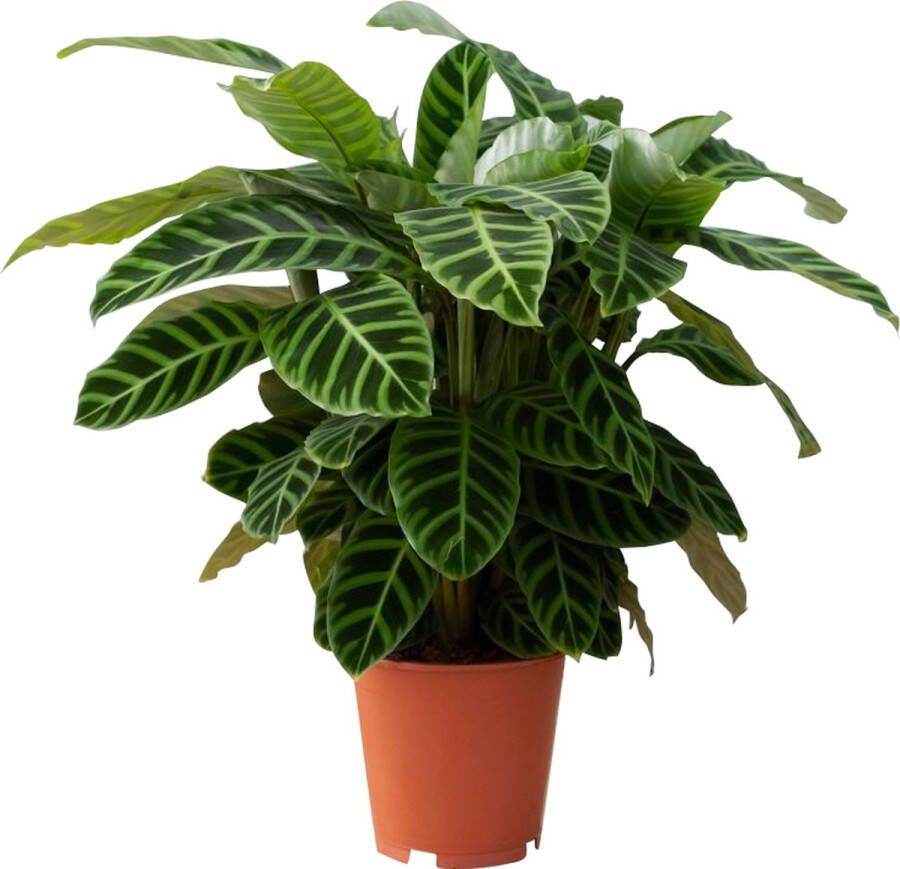 PLNTS Calathea Zebrina (Gebedsplant) Kamerplant Kweekpot 19 cm Hoogte 75 cm