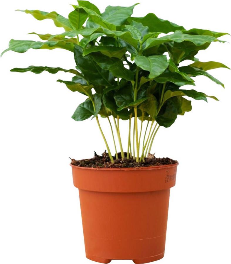 PLNTS Coffea Arabica Kamerplant Koffieplant Kweekpot 12 cm Hoogte 25 cm