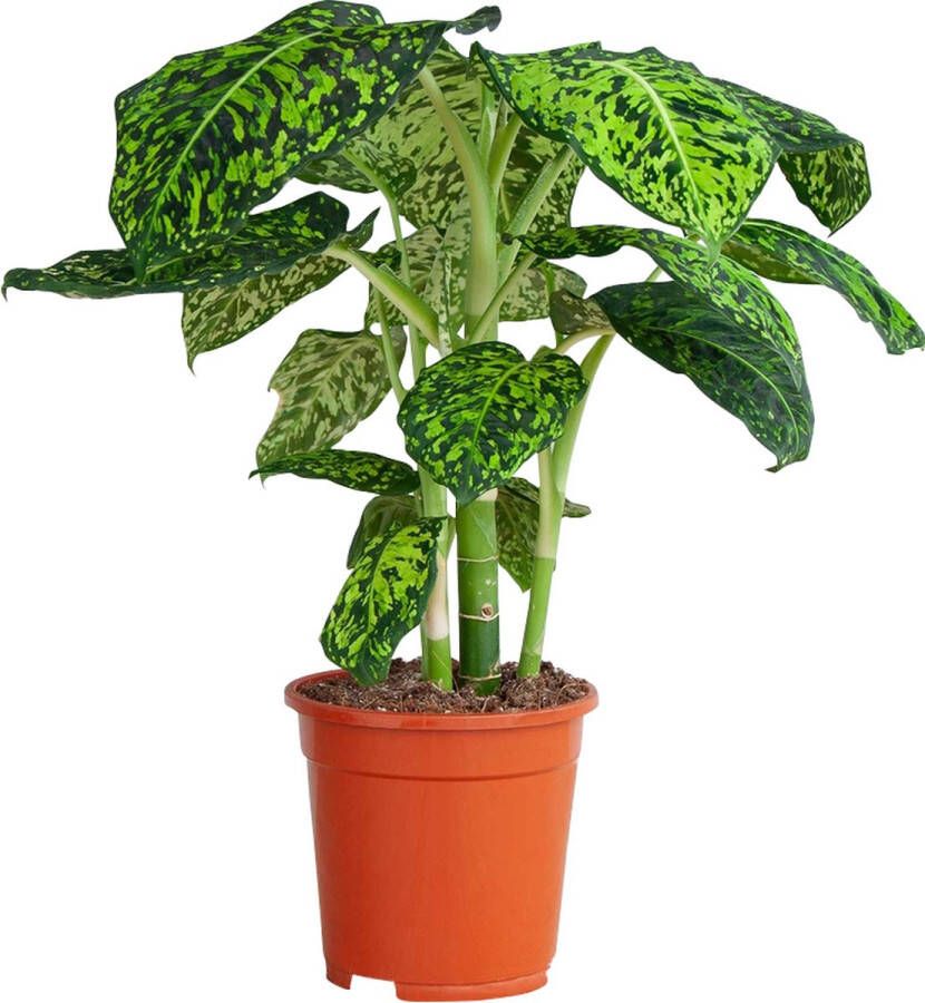 PLNTS Dieffenbachia Reflector Kamerplant Camouflage plant- Kweekpot 17 cm Hoogte 55 cm