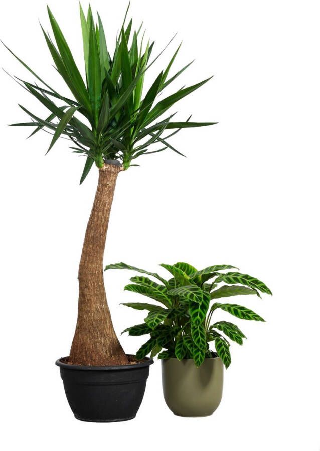 PLNTS Elephantipes Yucca Kamerplant Kweekpot 35 cm Hoogte 160 cm