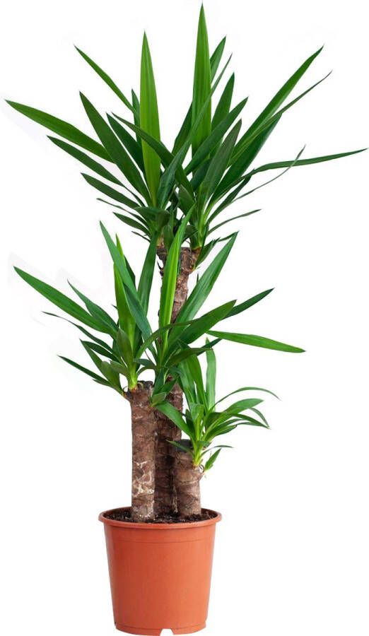 PLNTS Elephantipes Yucca Kamerplant Palmlelie Kweekpot 21 cm Hoogte 100 cm