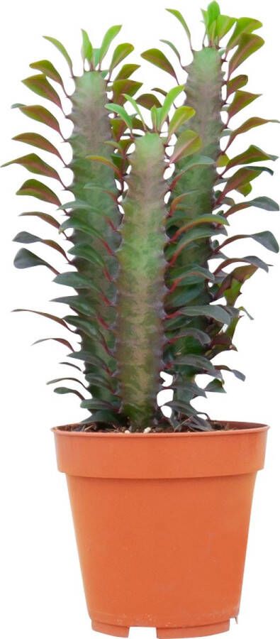 PLNTS Euphorbia Rubra Kamerplant Kweekpot 12 cm Hoogte 25 cm