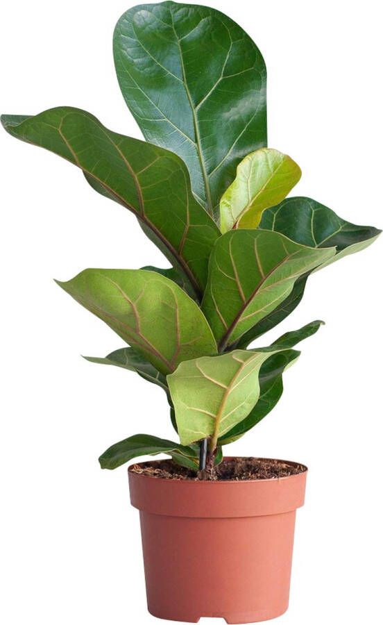 PLNTS Ficus Lyrata (Vijg) Kamerplant Vioolbladplant Kweekpot 12 cm Hoogte 35 cm