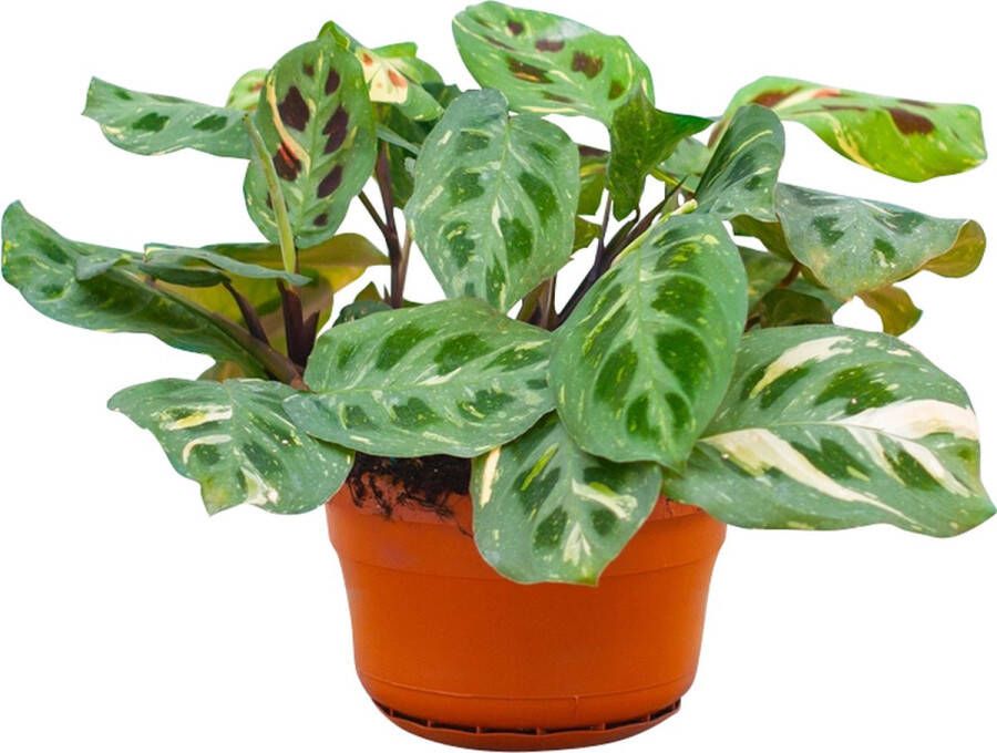 PLNTS Maranta Kerchoveana Variegated (Gebedsplant) Kamerplant Kweekpot 15 cm Hoogte 25 cm