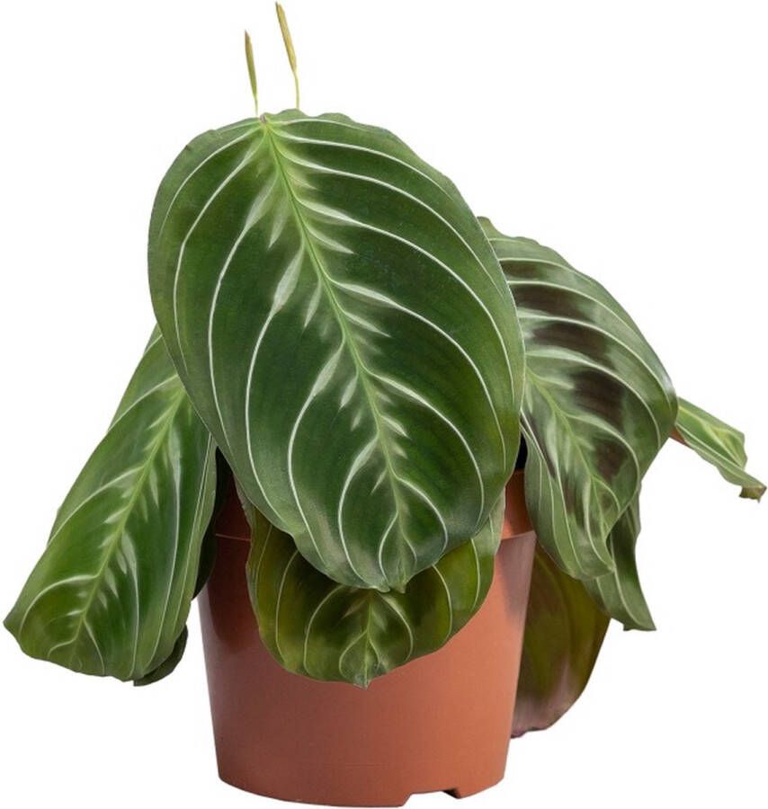 PLNTS Maranta Cat Moustache (noID) Kamerplant Kweekpot 12 cm Hoogte 30 cm