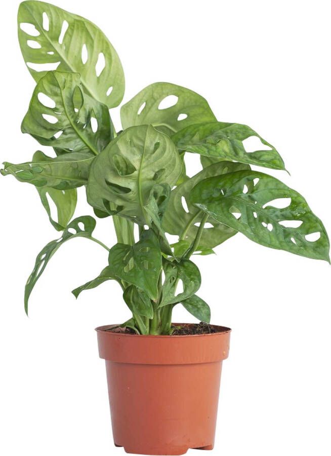 PLNTS Monstera Adansonii Kamerplant Kweekpot 12 cm Hoogte 30 cm