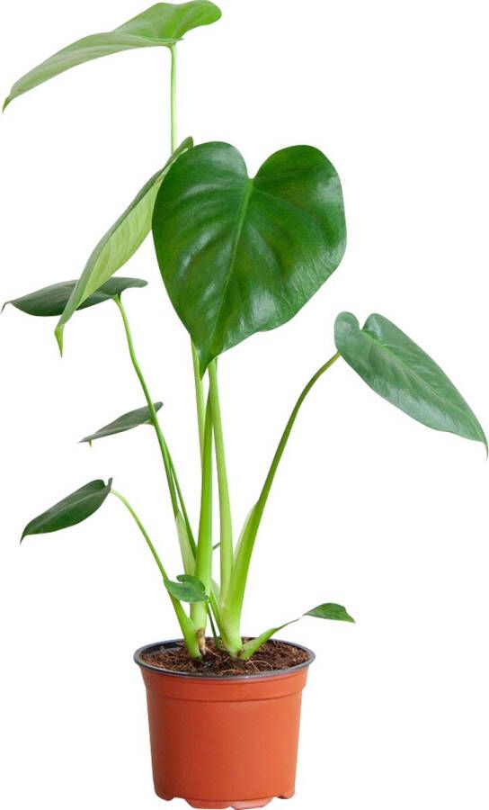 PLNTS Monstera Deliciosa Kamerplant Gatenplant Kweekpot 12 cm Hoogte 45 cm