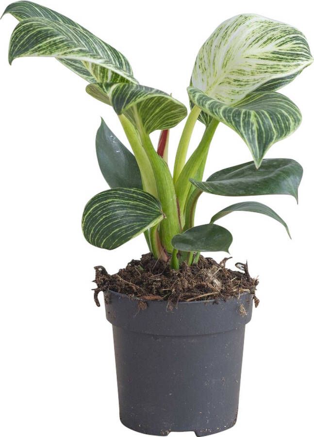 PLNTS Philodendron Birkin Kamerplant Kweekpot 11 cm Hoogte 25 cm