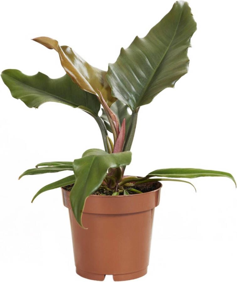 PLNTS Philodendron Caramel Pluto Kamerplant Kweekpot 12 cm Hoogte 30 cm