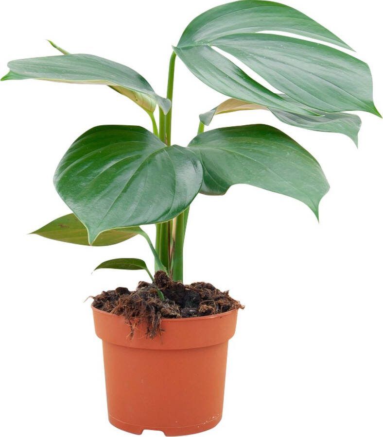 PLNTS Philodendron Dragon Tail Kamerplant Kweekpot 12 cm Hoogte 25 cm
