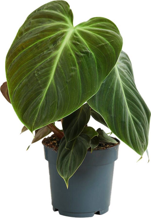 PLNTS Philodendron El Choco Red Kamerplant Kweekpot 15 cm Hoogte 45 cm