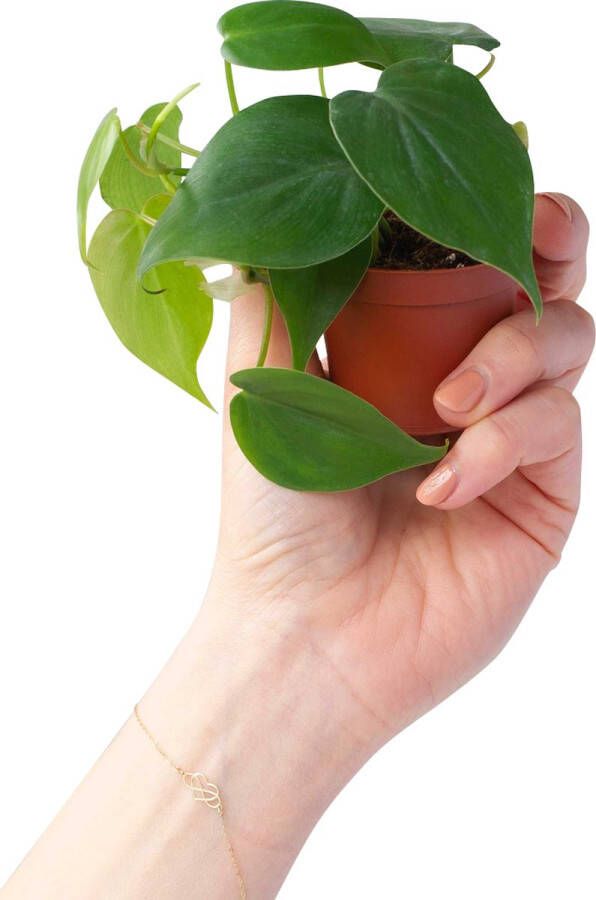 PLNTS Baby Philodendron Scandens Kamerplant Kweekpot 6 cm Hoogte 15 cm