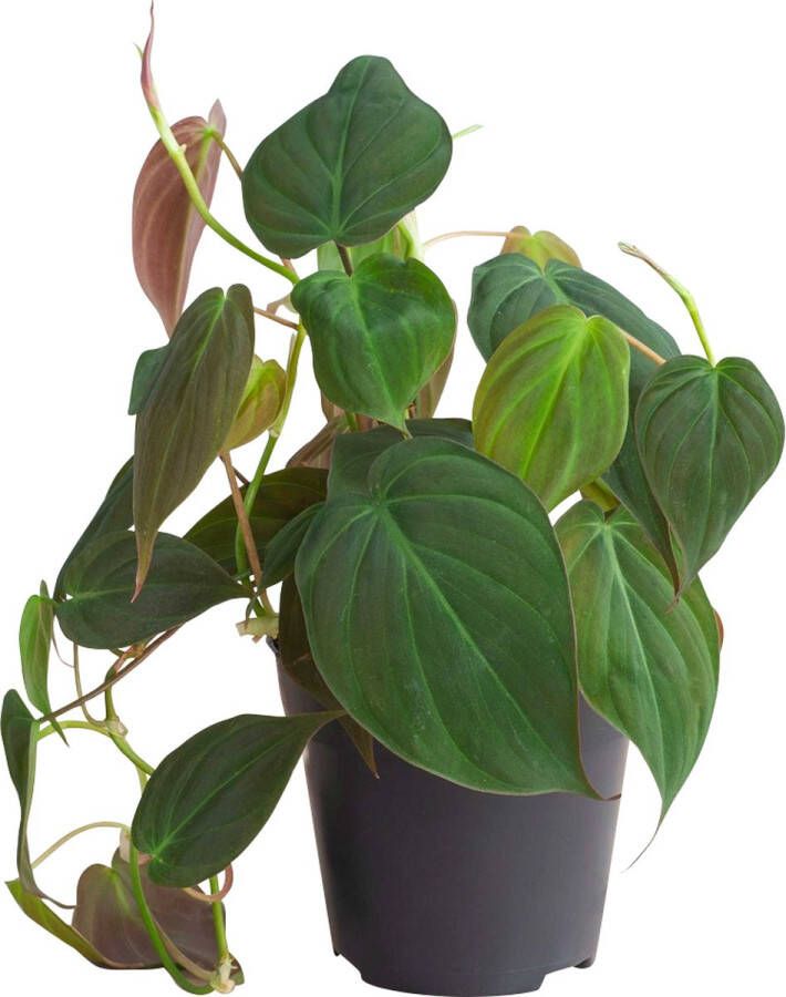 PLNTS Philodendron Scandens Micans Kamerplant Kweekpot 12 cm Hoogte 15 cm