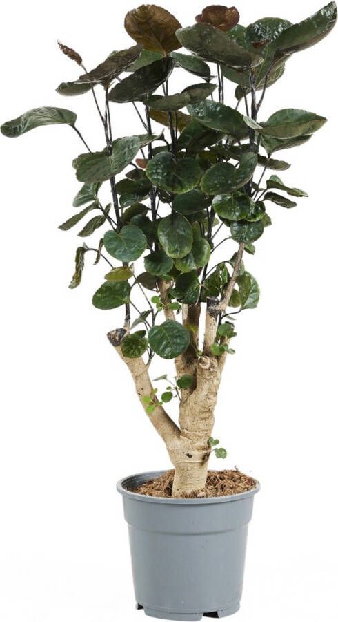 PLNTS Polyscias Fabian Kamerplant Kweekpot 17 cm Hoogte 60 cm