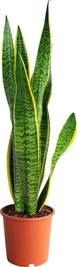 PLNTS Sansevieria Laurentie Vrouwentong 60 Cm (Booghennep) Kamerplant Vrouwentong- Kweekpot 17 cm Hoogte 60 cm