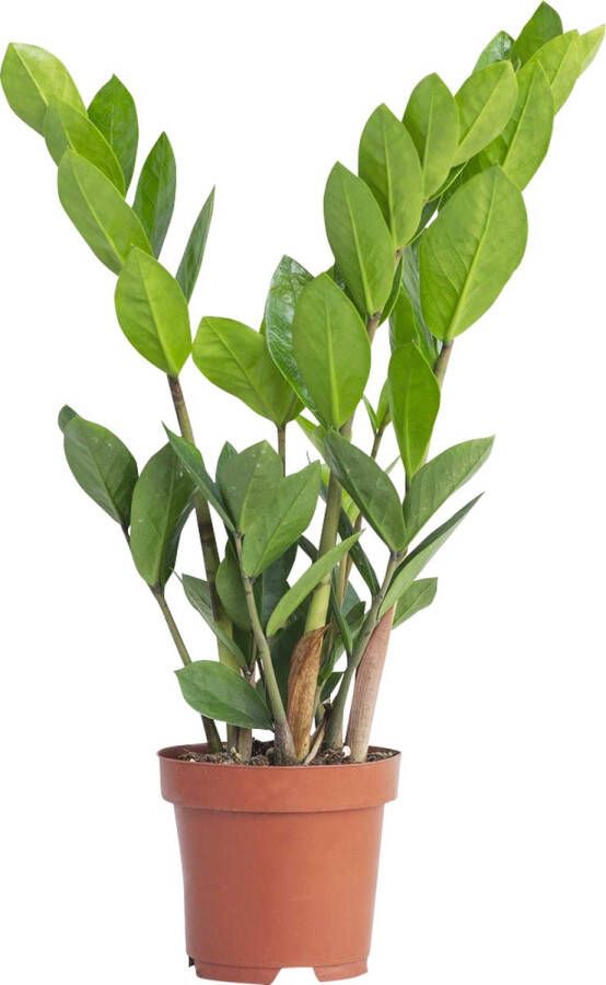 PLNTS Zamioculcas Zamiifolia (Kamerpalm) Kamerplant Kweekpot 17 cm Hoogte 65 cm