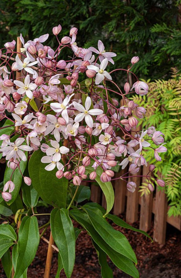 PM Clematis arm. 'Apple Blossom' 70- 80cm 2 stuks wit roze bloemen klimplant in pot