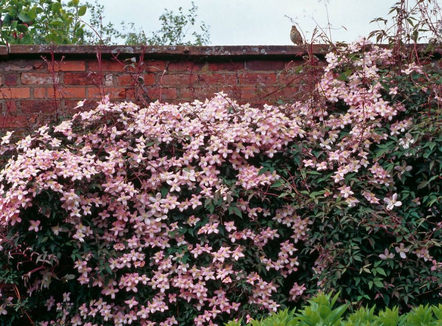 PM Clematis 'Elizabeth' 70- 80cm 2 stuks paars roze bloemen klimplant in pot