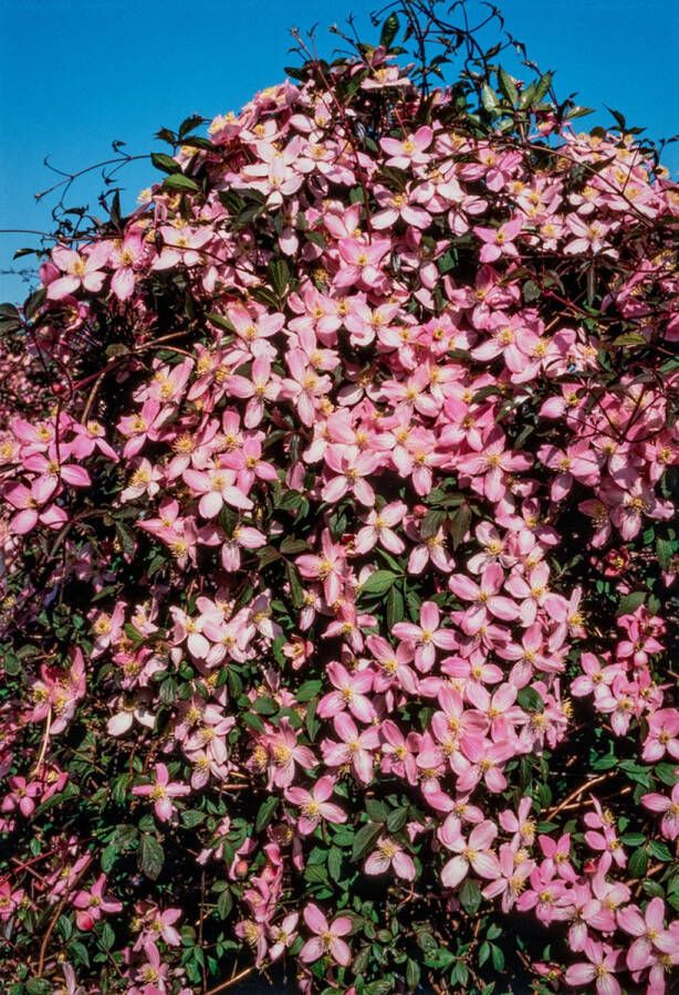 PM Clematis 'Fragrant Spring' 70- 80cm 2 stuks lichtroze bloemen klimplant in pot