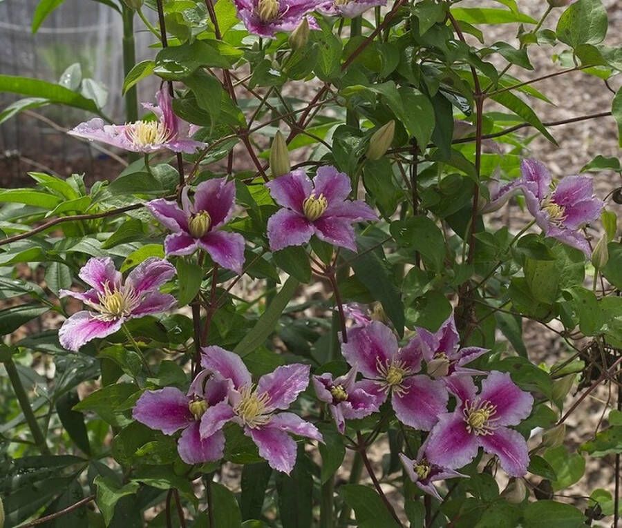 PM Clematis 'Hagley Hybrid' 70- 80cm 2 stuks grote roze bloemen klimplant in pot