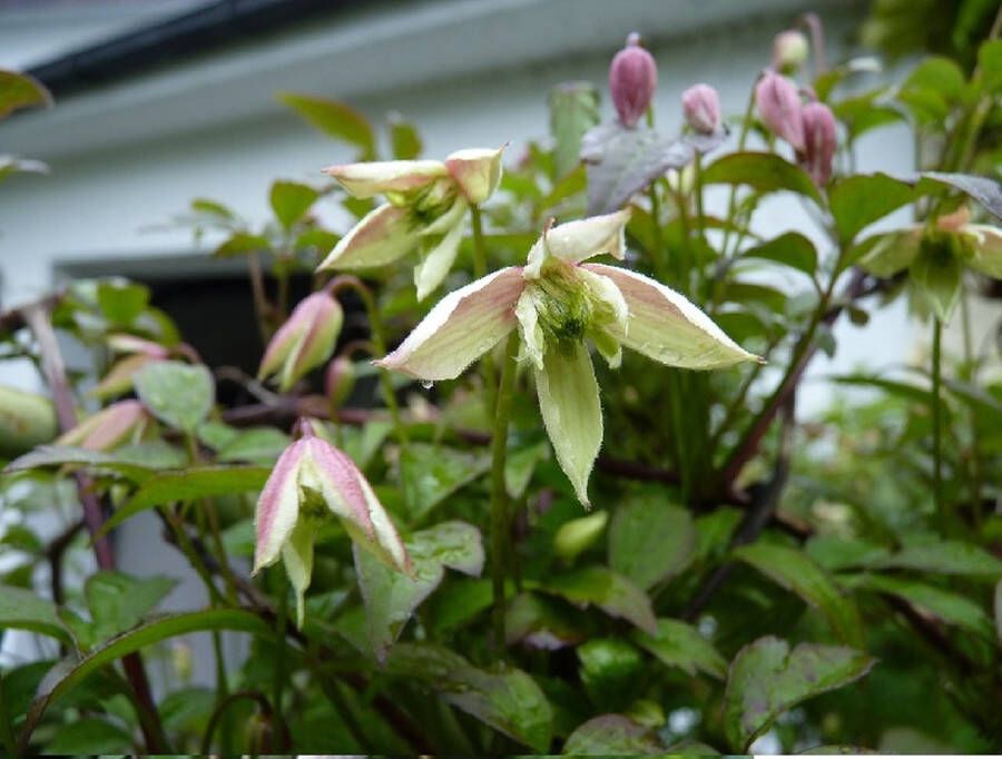 PM Clematis 'Marjorie' 70- 80cm 2 stuks veel roze bloemen klimplant in pot