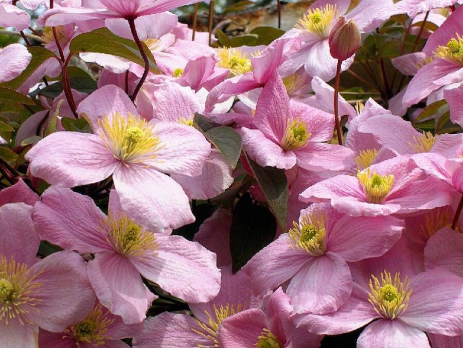 PM Clematis mont. rubens 70- 80cm 2 stuks lichtroze bloemen klimplant in pot