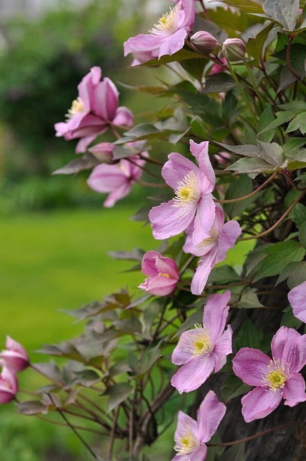 PM Clematis 'Tetrarose' 70- 80cm 2 stuks lilaroze bloemen klimplant 2 liter pot