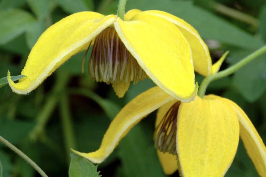 PM Clematis tibetana tangutica 70- 80cm 2 stuks gele bloemen klimplant in pot