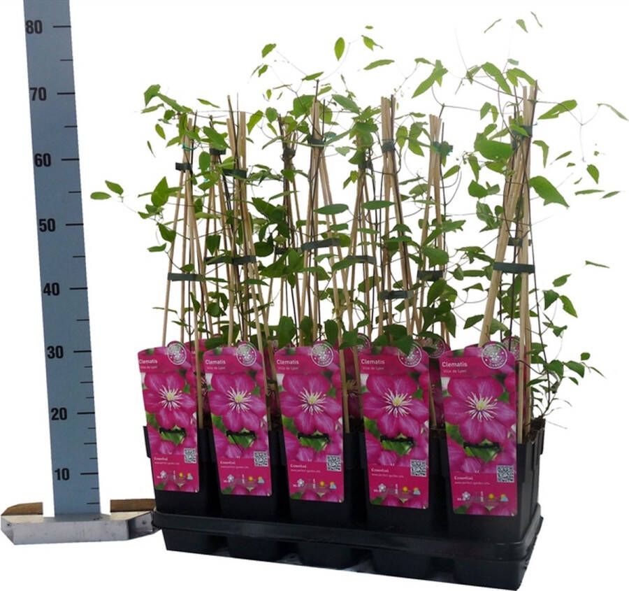 PM Clematis 'Ville de Lyon' 70- 80cm 2 stuks wit roze bloemen klimplant in pot