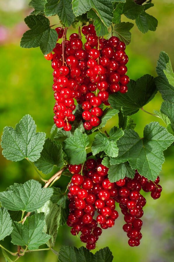 PM Ribes rub. 'Jonkheer van Tets' 65- 70cm -2 stuks Rode aalbes eetbaar fruitplant 2 liter pot