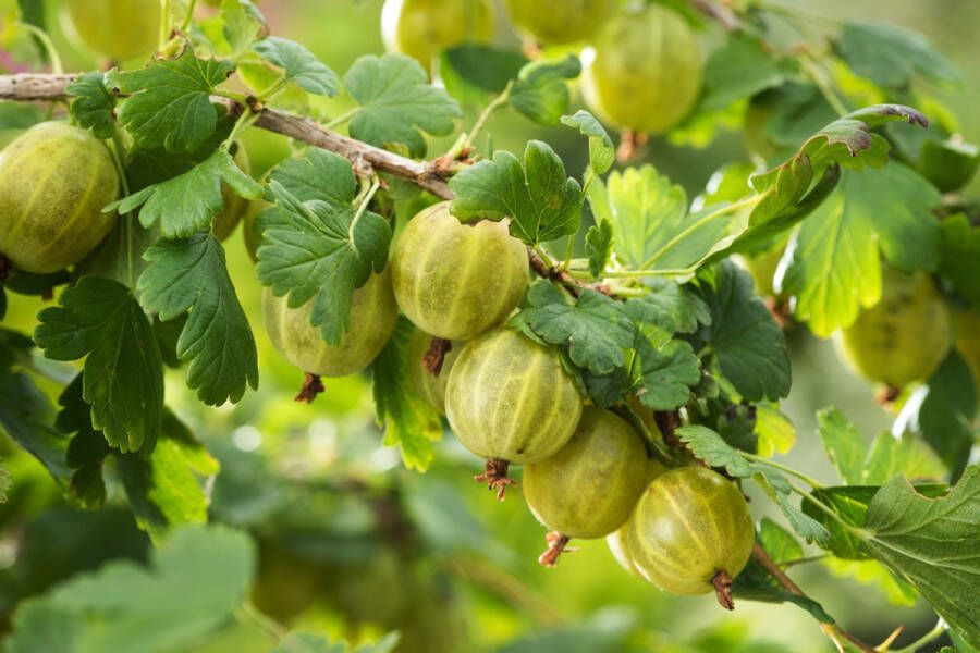 PM Ribes uva-crispa Hinnonmäki Grön 65- 70cm 2 stuks Groene kruisbes eetbaar fruitplant 2 liter pot