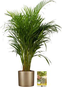 Pokon Powerplanten Areca Palm 100 cm ↕ Kamerplanten in Pot (Mica Era Goud) Goudpalm met Plantenvoeding Vochtmeter