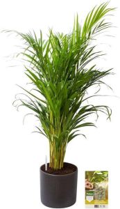 Pokon Powerplanten Areca Palm 100 cm ↕ Kamerplanten in Pot (Mica Era Donker Grijs) Goudpalm met Plantenvoeding Vochtmeter