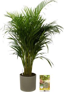 Pokon Powerplanten Areca Palm 100 cm ↕ Kamerplanten in Pot (Mica Era Groen) Goudpalm met Plantenvoeding Vochtmeter